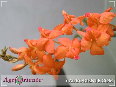 Orquídeas - Cochlioda noezliana